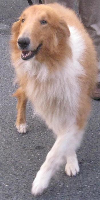 Zeke - photo 2