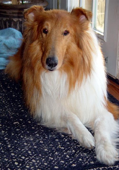 Zeke a Adult Male Collie (long coat) adopted through Collie Rescue