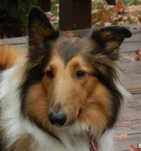 Shelby a Adult Female Collie (long coat) adopted through Collie Rescue