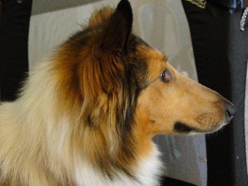 Shelby - photo 2