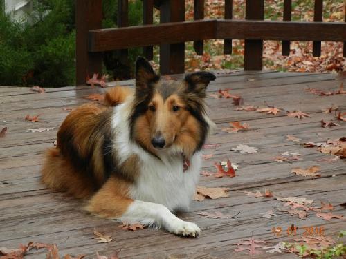 Shelby - photo 3