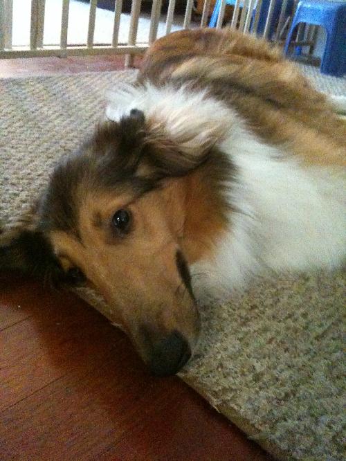 Shelby - photo 4