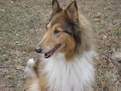 Cinnamon a Adult Female Collie (long coat) adopted through Collie Rescue