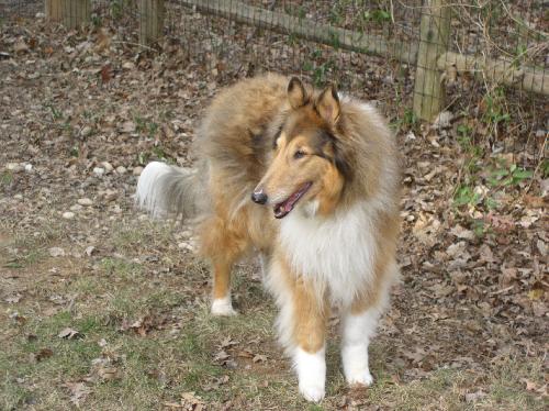 Cinnamon - photo 3