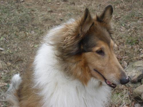 Cinnamon - photo 4