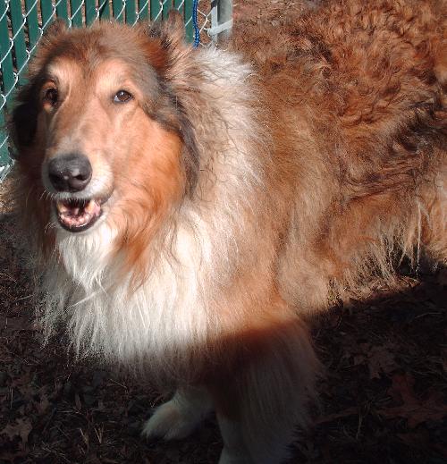 Cinnamon - photo 2