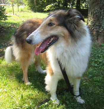 Buttercup a Adult Female Collie (long coat) adopted through Collie Rescue