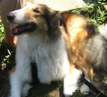 Buttercup - photo 2