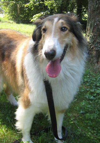 Buttercup - photo 3