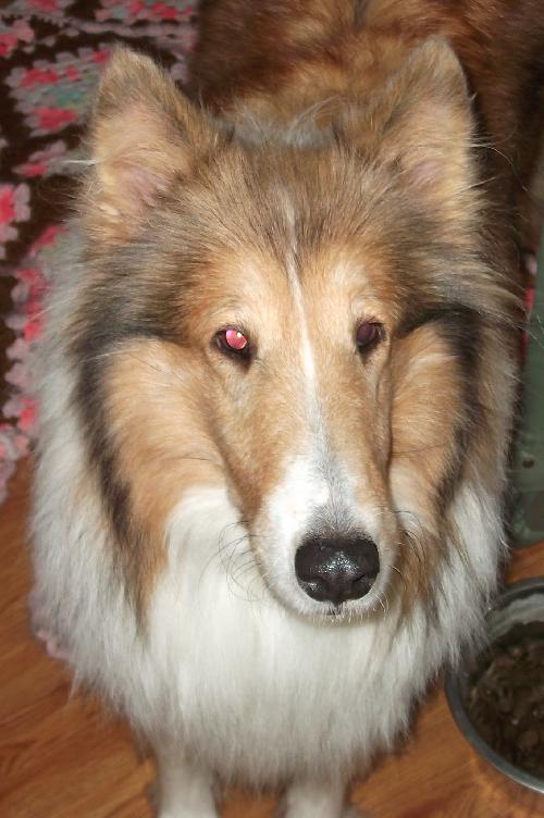 Talia a Adult Female Collie (long coat) adopted through Collie Rescue