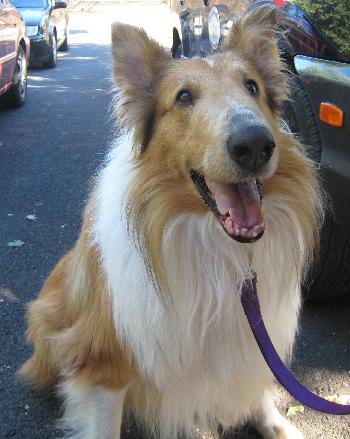 Chief a Adult Male Collie (long coat) adopted through Collie Rescue