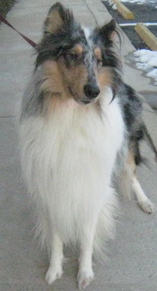 Shea - photo 2