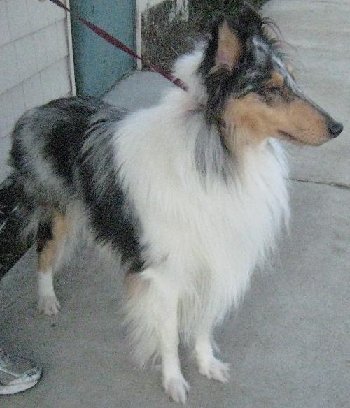Shea - photo 4