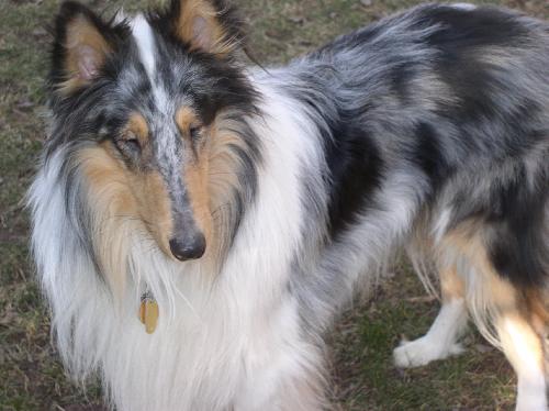 Shea a Young Male Collie (long coat) adopted through Collie Rescue