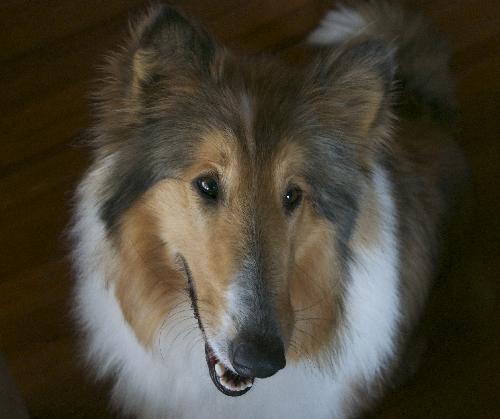 Daisy a Adult Female Collie (long coat) adopted through Collie Rescue