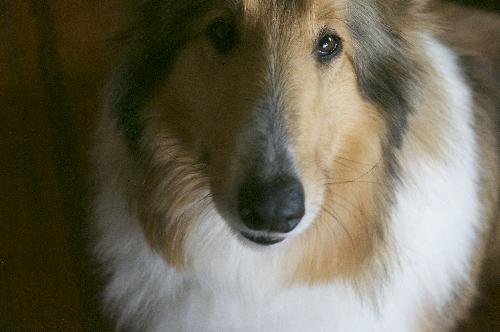 Daisy - photo 2