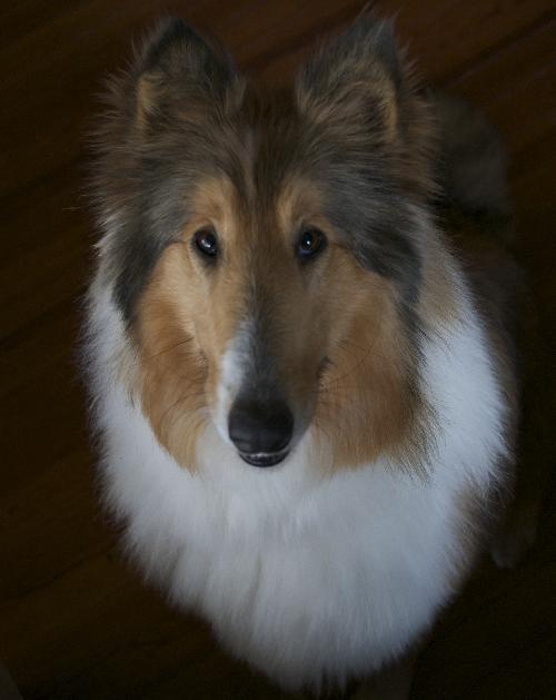 Daisy - photo 3