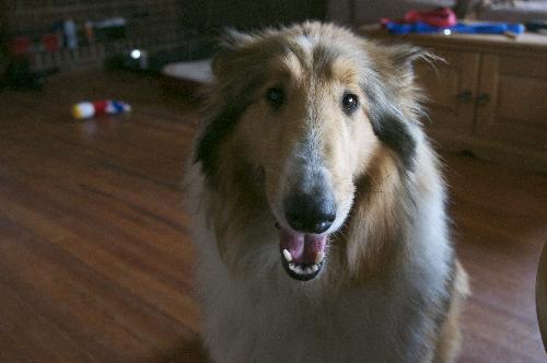 Daisy - photo 4