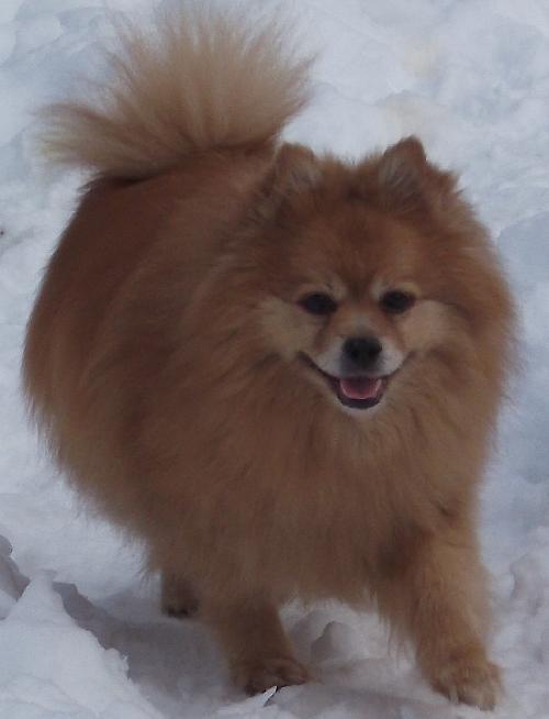 Bear - photo 3