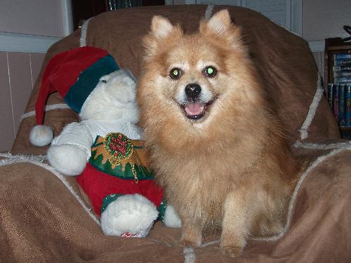 Bear a Adult Male Pomeranian (long coat) adopted through Collie Rescue