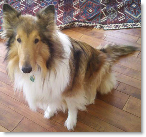 Harley a Adult Female Collie (long coat) adopted through Collie Rescue