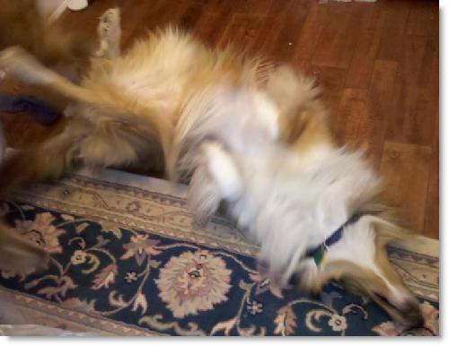 Harley - photo 4