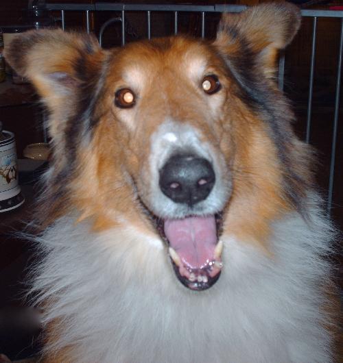 Lassie a Adult Male Collie (long coat) adopted through Collie Rescue