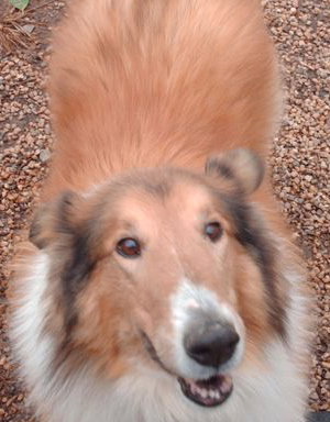 Lassie - photo 2