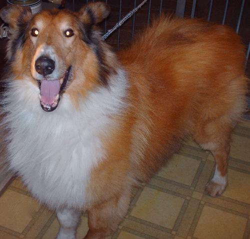 Lassie - photo 3
