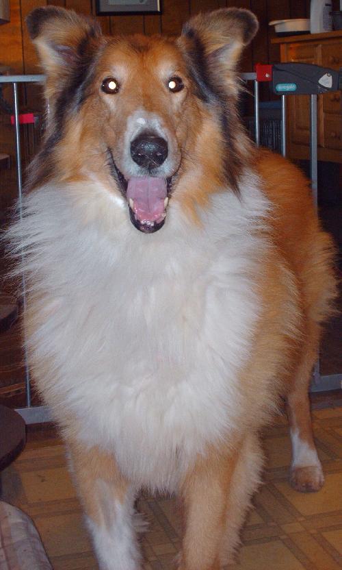 Lassie - photo 4