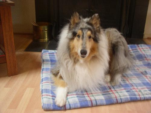 Allie a Adult Female Collie (long coat) adopted through Collie Rescue