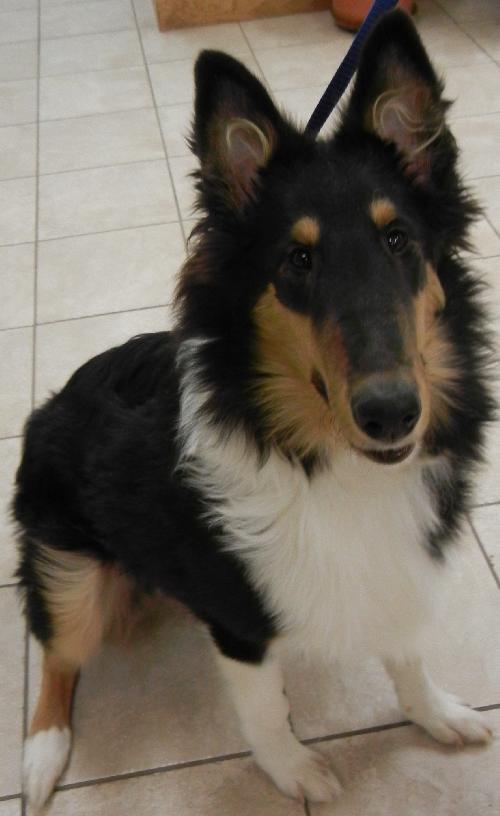 Zero a Baby Male Collie (long coat) adopted through Collie Rescue