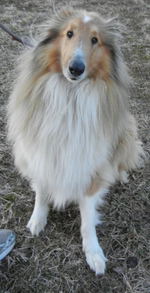 Gallant a Adult Male Collie (long coat) adopted through Collie Rescue