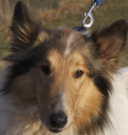 Cassie a Adult Female Collie (long coat) adopted through Collie Rescue