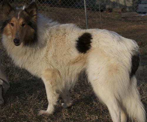 Cassie - photo 3