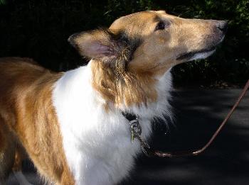 Cassie a Adult Female Collie (long coat) adopted through Collie Rescue