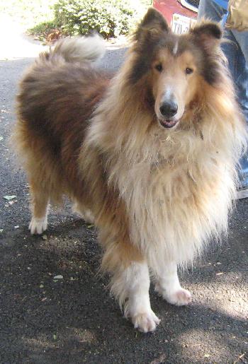 Dewey a Adult Male Collie (long coat) adopted through Collie Rescue