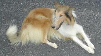 Susie a Adult Female Collie (long coat) adopted through Collie Rescue