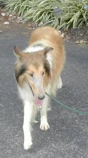 Susie - photo 2
