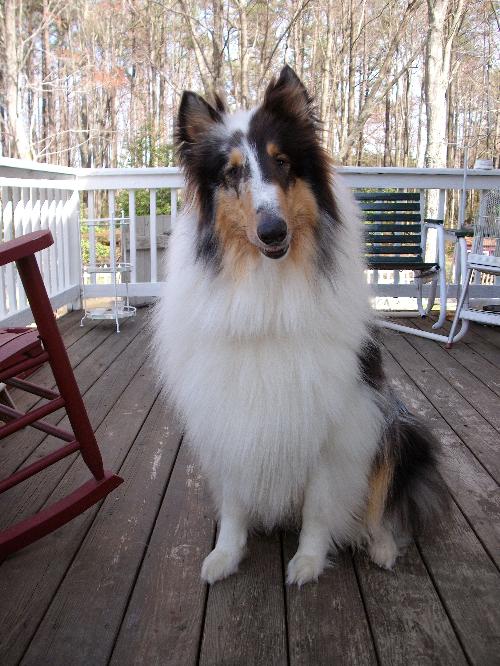 Wooly a Adult Male Collie (long coat) adopted through Collie Rescue