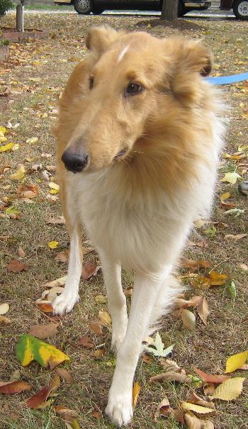 Gabriel - photo 2