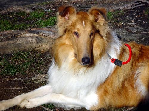 Gabriel a Adult Male Collie (long coat) adopted through Collie Rescue