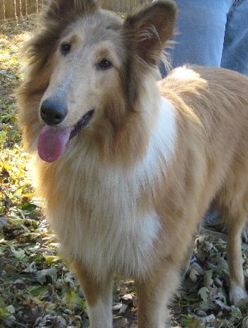 Tyson a Baby Male Collie (long coat) adopted through Collie Rescue