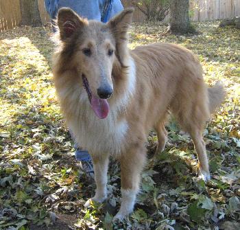 Tyson - photo 3