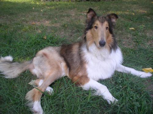 Harlan a Adult Male Collie (long coat) adopted through Collie Rescue
