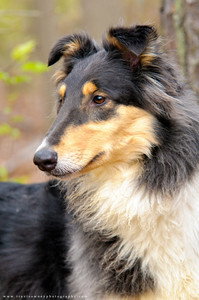 Piper - photo 2