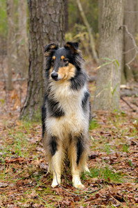 Piper - photo 3