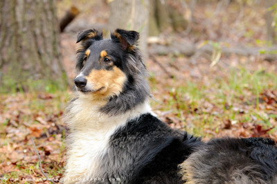 Piper - photo 4
