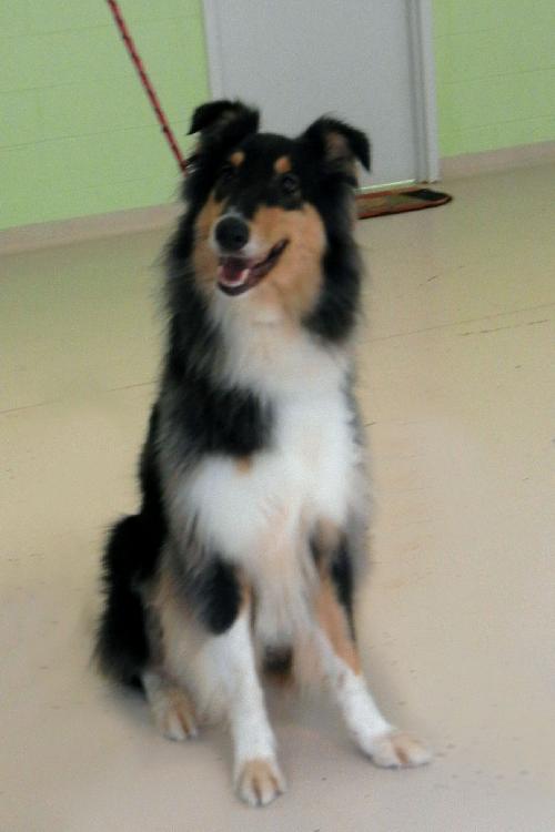 Piper a Young Female Collie (long coat) adopted through Collie Rescue