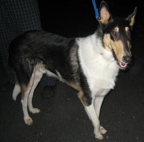 Bandit a Young Male Collie (short coat) adopted through Collie Rescue